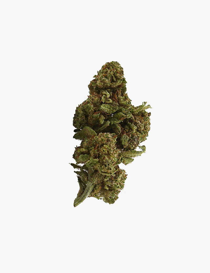Critical+ 2.0 CBD